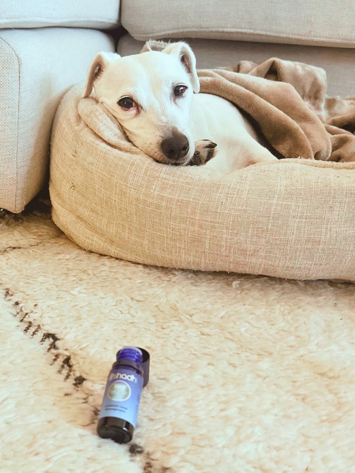 Aromathérapie intuitive : le chien choisit lui-même l'huile essentielle