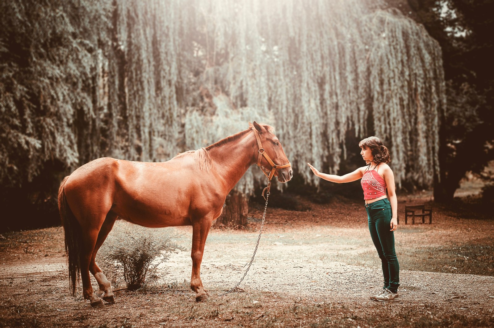 Soin énergétique en présentiel avec un cheval